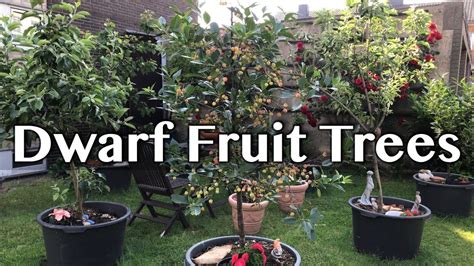 Growing Dwarf Fruit Tree Update May Gardening Videos