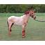 Red Roan Horse Wallpaper  Animals Better