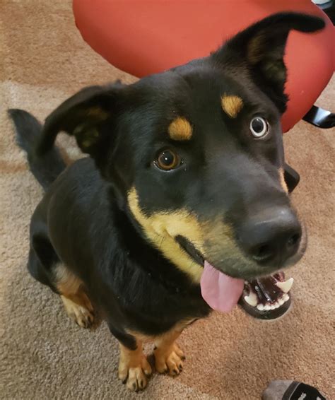 Huskyrottweiler Mix With Heterochromia Ten Months Old And Wants To Be