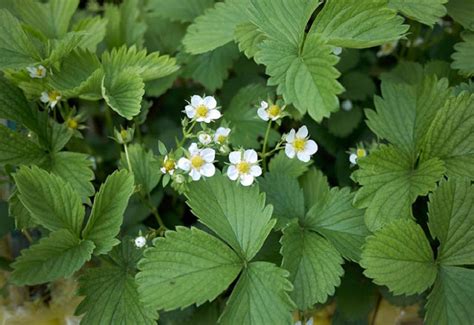 Plants That Look Like Strawberries With Yellow Flowers