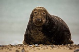 Gray Seal Facts (Halichoerus grypus)