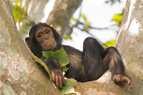 Chimpanzee San Diego Zoo Animals And Plants