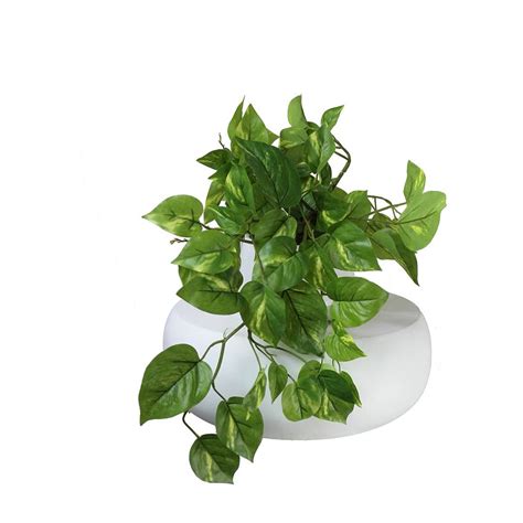 Pothos in White Ceramic | Artificial flowers and plants, Pothos plant ...