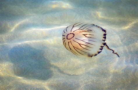 Compass Jellyfish Taken In Salcombe On The Last Day Of Jul Flickr