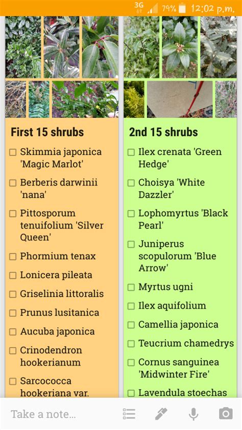 How To Learn Botanical Latin Names Aucuba Japonica Leaf Identification