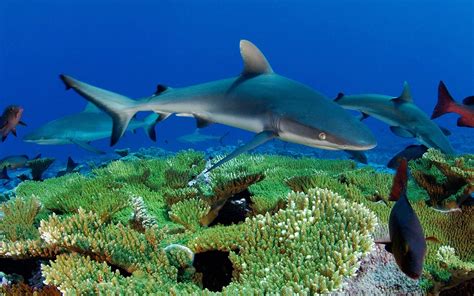 Ocean Underwater World Fish Sharks Reef Desktop Wallpaper