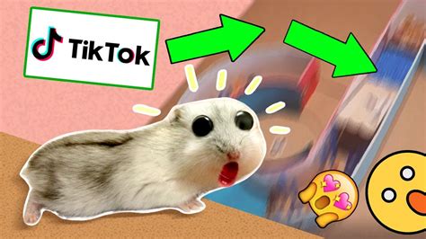 Tiktok Hamster Tiktok Dog Meme Hot Tiktok 2020 Bomtocopc1j