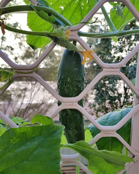 Vegegarden Update Cucumbers Instagram Cucumbers Grapes