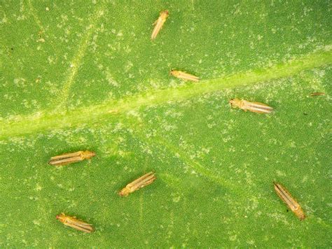 The Most Common Houseplant Pests Laptrinhx News