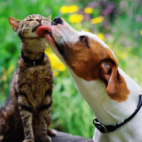 Dog And Cat Lover Nice Photos 2012 Pets Cute And Docile