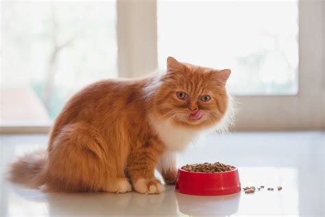 Do You Know What Your Cat Is Eating My Weekly