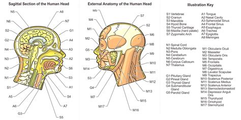 Head Anatomy Diagram Anatomy System Human Body Anatomy Diagram And