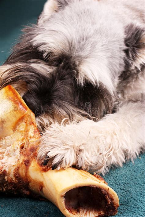 Dog Chewing Bone Stock Photo Image Of Canine Doggy 12560950
