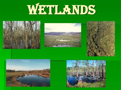 Ppt Wetlands Powerpoint Presentation Free Download Id1447890