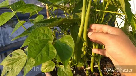 Green Beans Growing In Container Vegetable Grow In