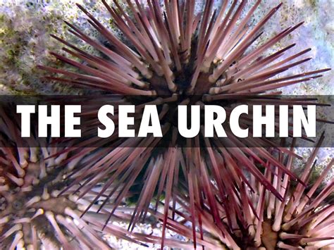 Sea Urchin By Harmony Hills Library
