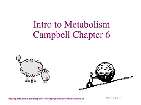 Ppt Intro To Metabolism Campbell Chapter Powerpoint Presentation Free Download Id