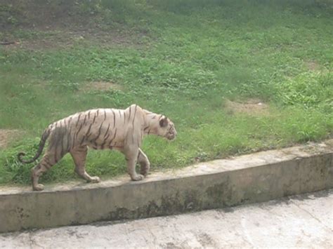 White Tiger In Delhi Zoo Veethi