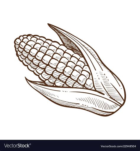 Sketch Graphic Drawing Of A Corn Maize With Leaves Monochrome Flat