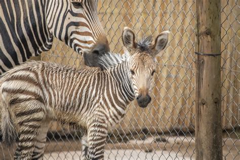 Zebra Foal Born At Paignton Zoo Paignton Zoo