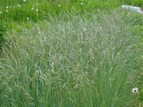 Lovegrass Farm Helictotrichon Sempervirens Blue Oat Grass At