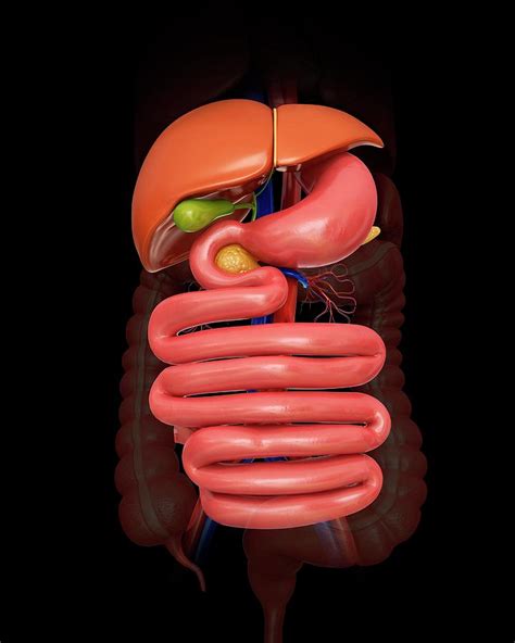 Human Abdominal Organs Photograph By Pixologicstudio Fine Art America