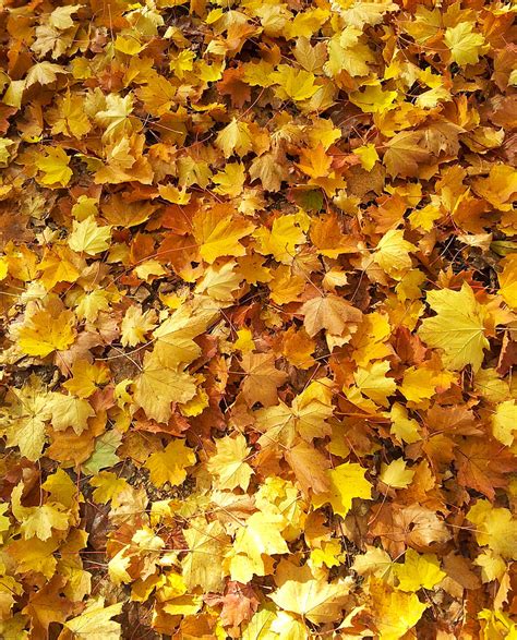 Free Photo Leaves Fall Foliage Autumn Golden Golden October Sheet
