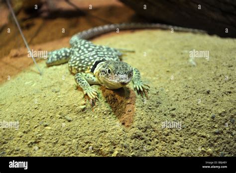 Western Collared Lizard Crotaphytus Collaris Stock Photo Alamy