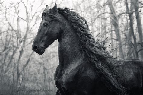 Free Download Friesian Horse Wallpapers 1256x837 For Your Desktop