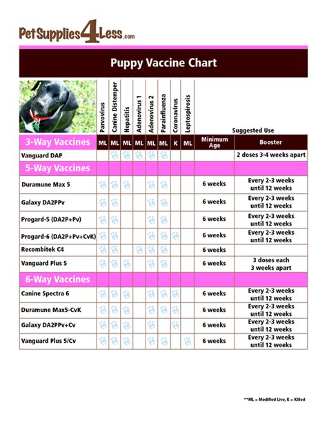Puppy Shots Schedule Chart - Puppy And Pets