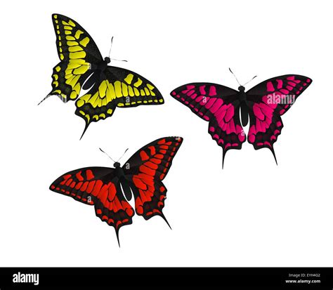 Butterfly Vector Illustration Stock Vector Image And Art Alamy