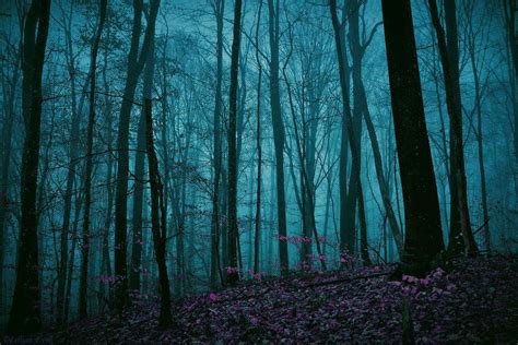 Enchanted Dark Forest