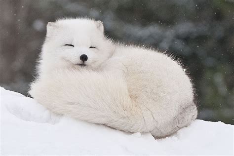 Baby Arctic Fox Wallpapers Photos