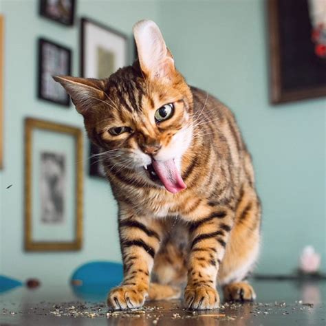 The occasional use of catnip is safe and recommended as a lifestyle enhancer by feline experts and behaviorists. 16 Cats Who Can't Handle Their Catnip