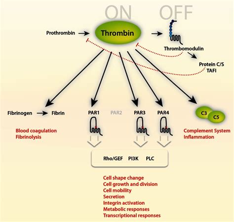 Mechanisms Of Thrombin Action Thrombin Is A Multifunctional Serine