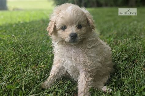 Mark Poma Poo Pomapoo Puppy For Sale Near Cookeville Tennessee
