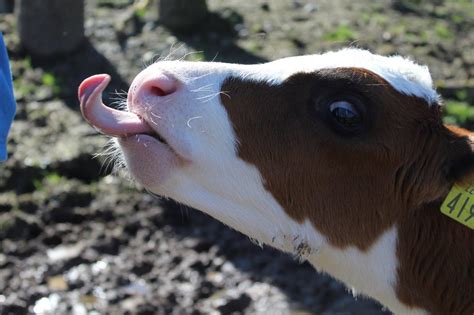 Psbattle Baby Cow With Its Tongue Out Photoshopbattles