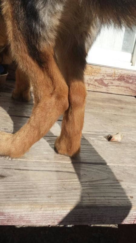 Are His Legs Supposed To Look Like This German Shepherd Dog Forums