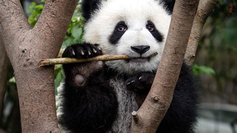 Le Panda Géant Une Espèce Prioritaire Wwf France