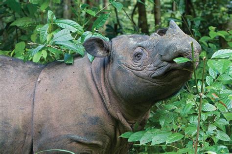 Lessons Learned From Sumatran Rhino Conservation Breeding