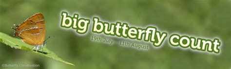 The Big Butterfly Count 2019