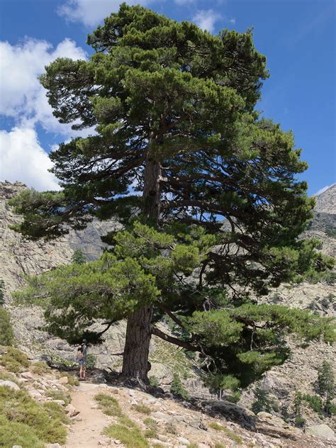 Black Pine Wiktionary