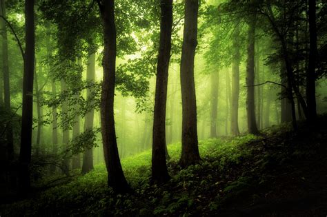 Forest Hd Wallpaper Background Image 2048x1365