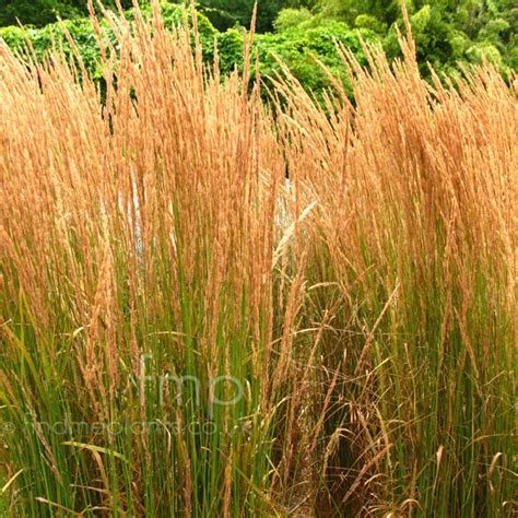 Plant Pictures Calamagrostis X Acutiflora Karl Foerster Feather