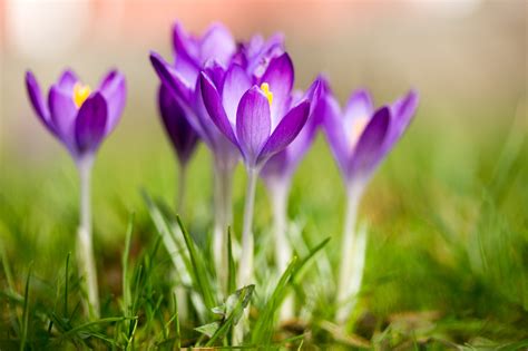 Crocus Flowers Spring Plants Sunlight Wallpapers Hd Desktop And Images