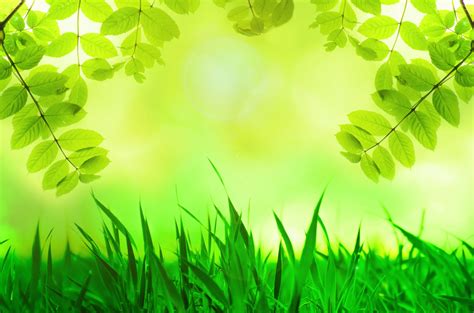 Natural Green Background Free Stock Photo - Public Domain Pictures
