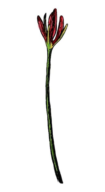 Premium Vector Exotic Plant Spider Lily Lycoris Unblown Flowers Hand