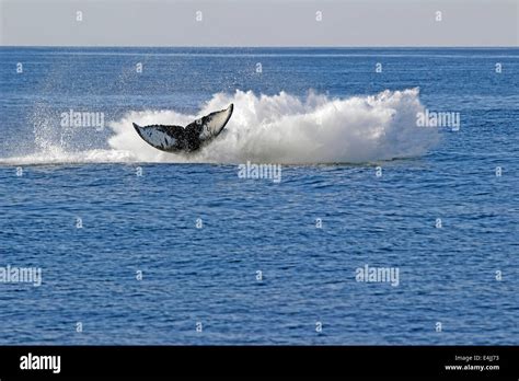 Humpback Whale Megaptera Novaeangliae Feeding Breaching Stock Photo