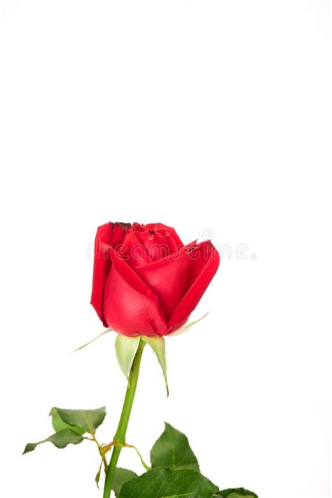 Beautiful Red Rose Stock Photo Image Of Celebration 85195060