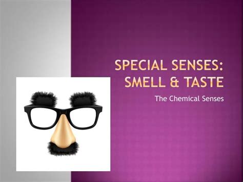 Ppt Special Senses Smell And Taste Powerpoint Presentation Free
